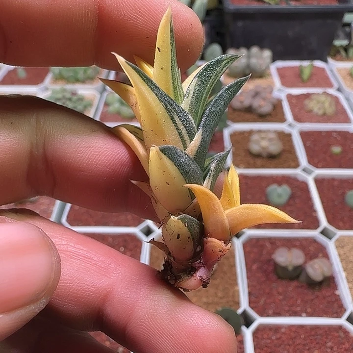 哈哈哈哈哈哈哈。 105