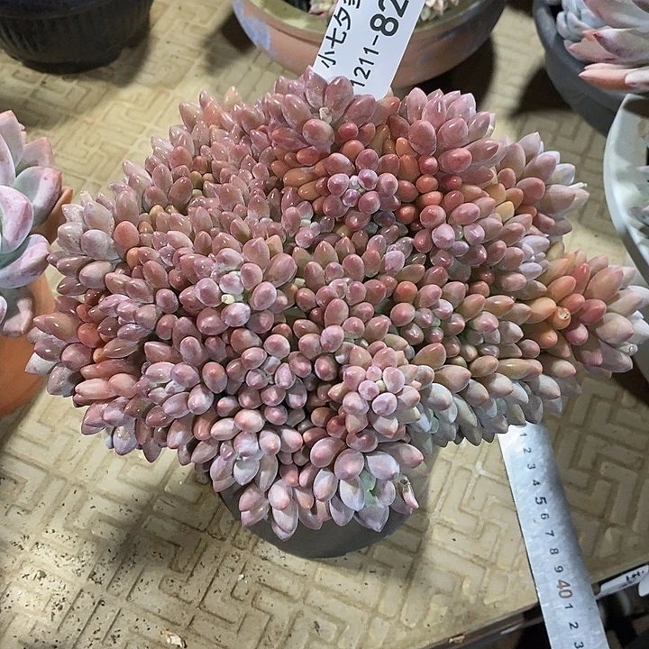 小七夕多肉星黛露82