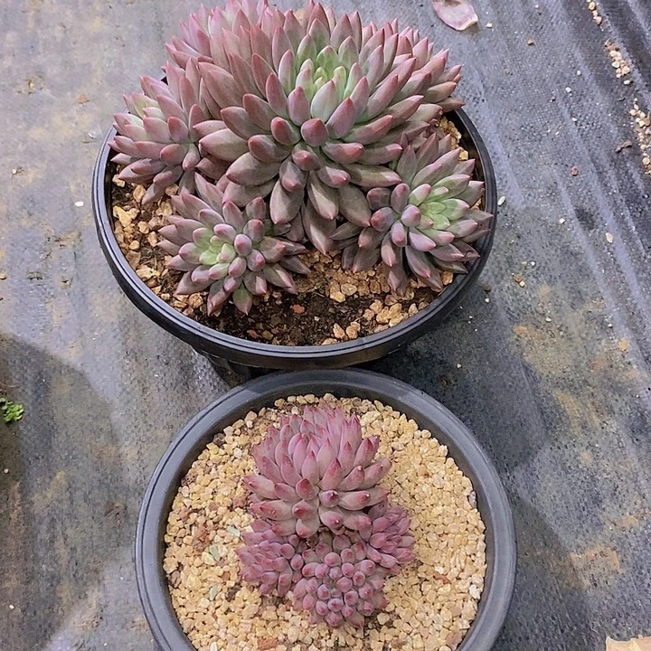 邓***࿐多肉植物二个多肉植物