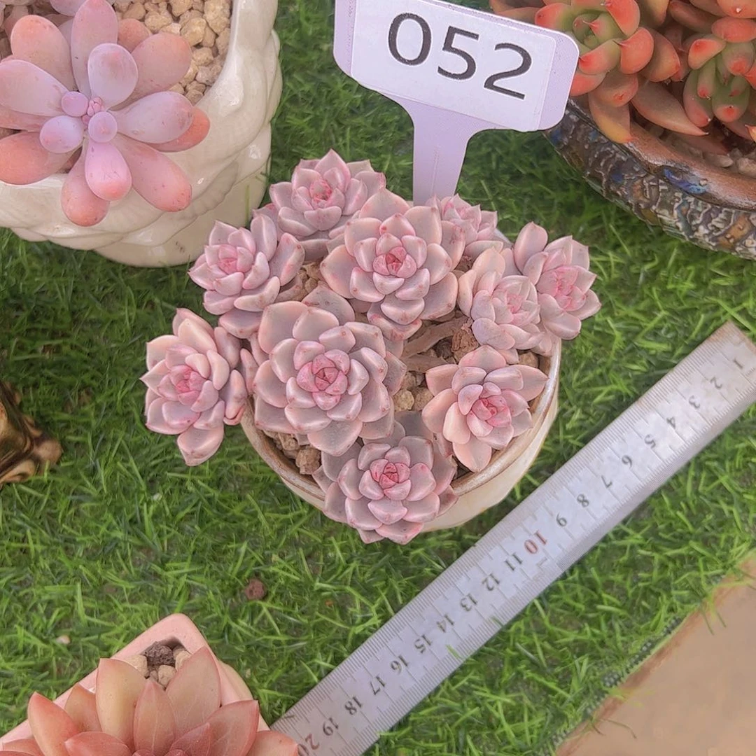 C**y052红粉佳人锦68。。。。