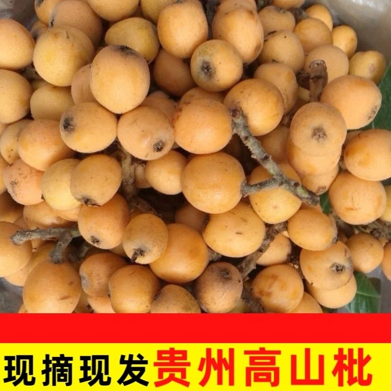 贵州高山露天枇杷农家天然自种纯天然无污染应季水果新鲜孕妇可食