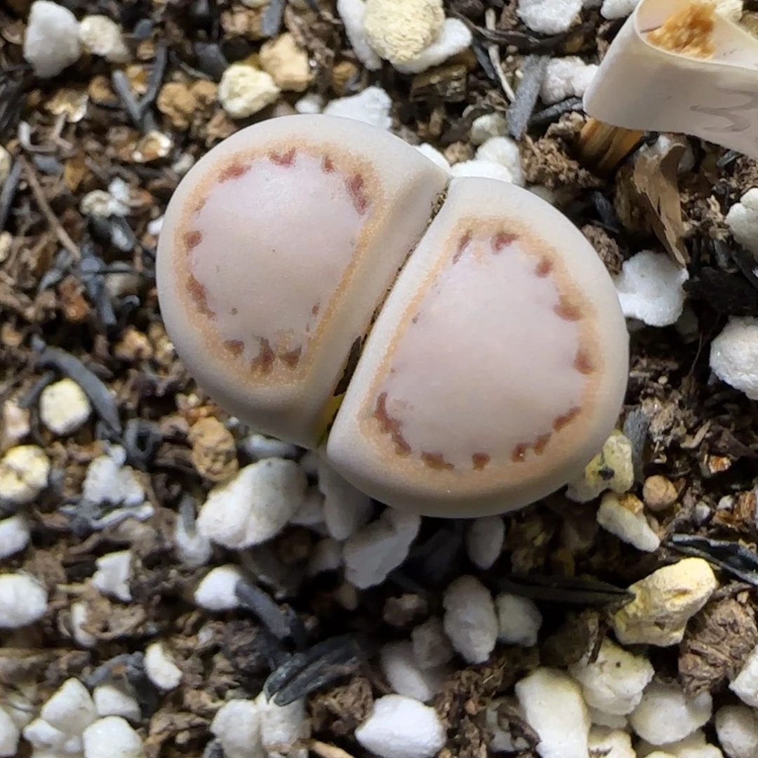 11.4。   216饼干。   2028