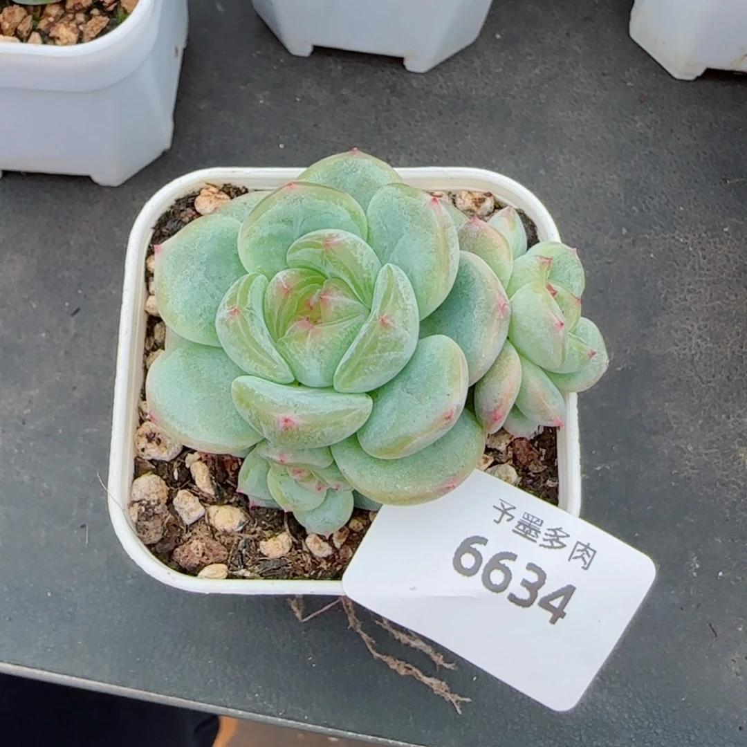 甜心，6634多肉植物