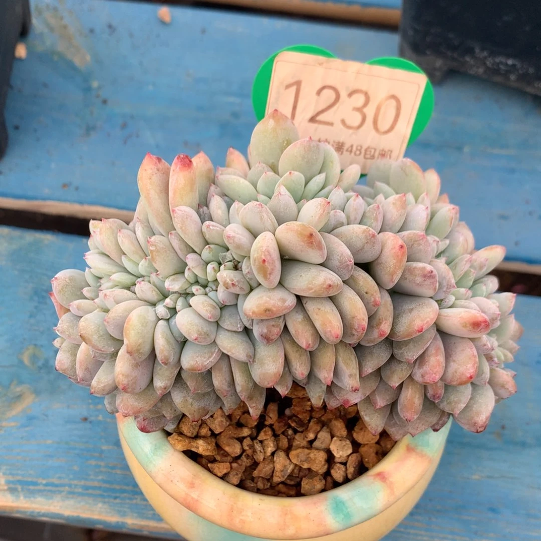 韩版星影缀化一物一拍1230