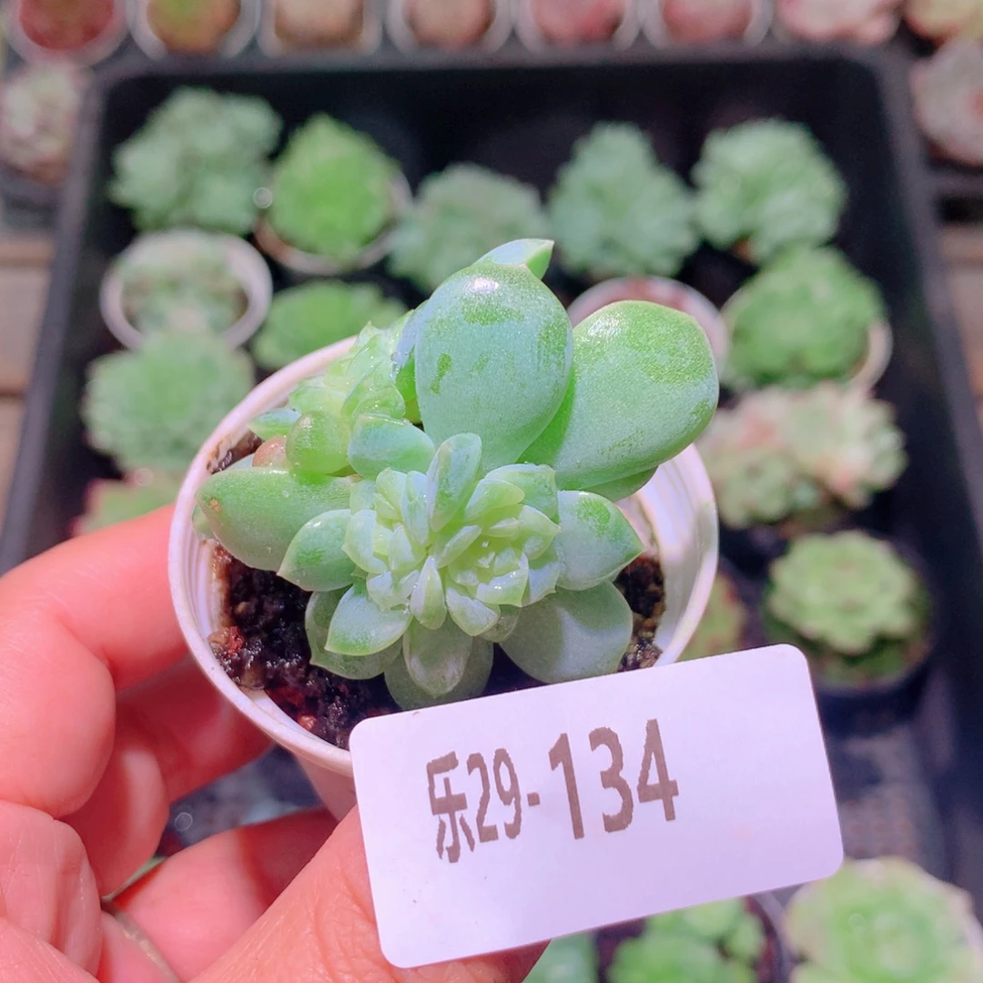 乐然29-134 新品群