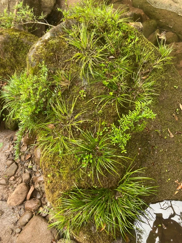 树桩，羊奶果苔藓树桩，红籽树桩，映山红桩……树桩