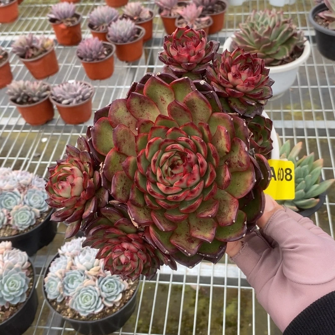 608萤火虫一物一拍