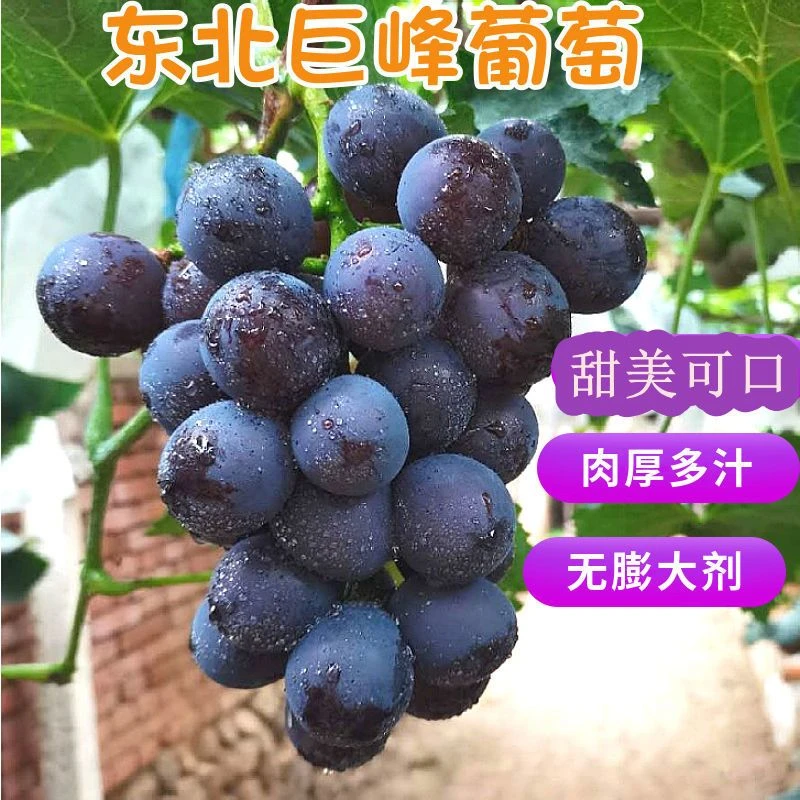 东北北镇辽峰葡萄当季现摘新鲜多汁孕妇水果1/5斤果园超大直发