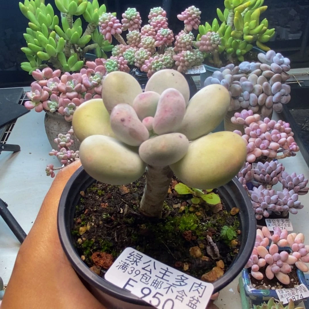 950蛋黄奶多肉5c m