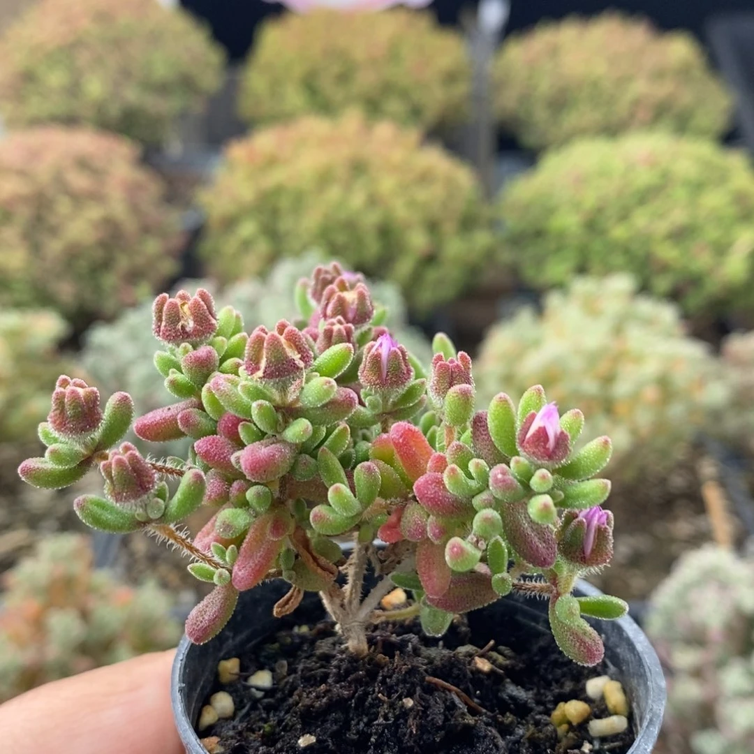 开播福利红宝石1912