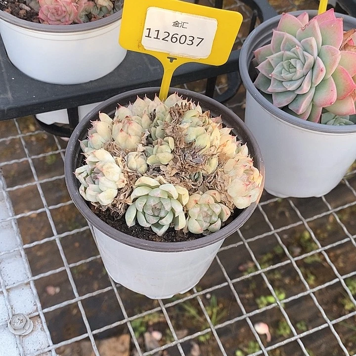 1126037 麦杆不包整