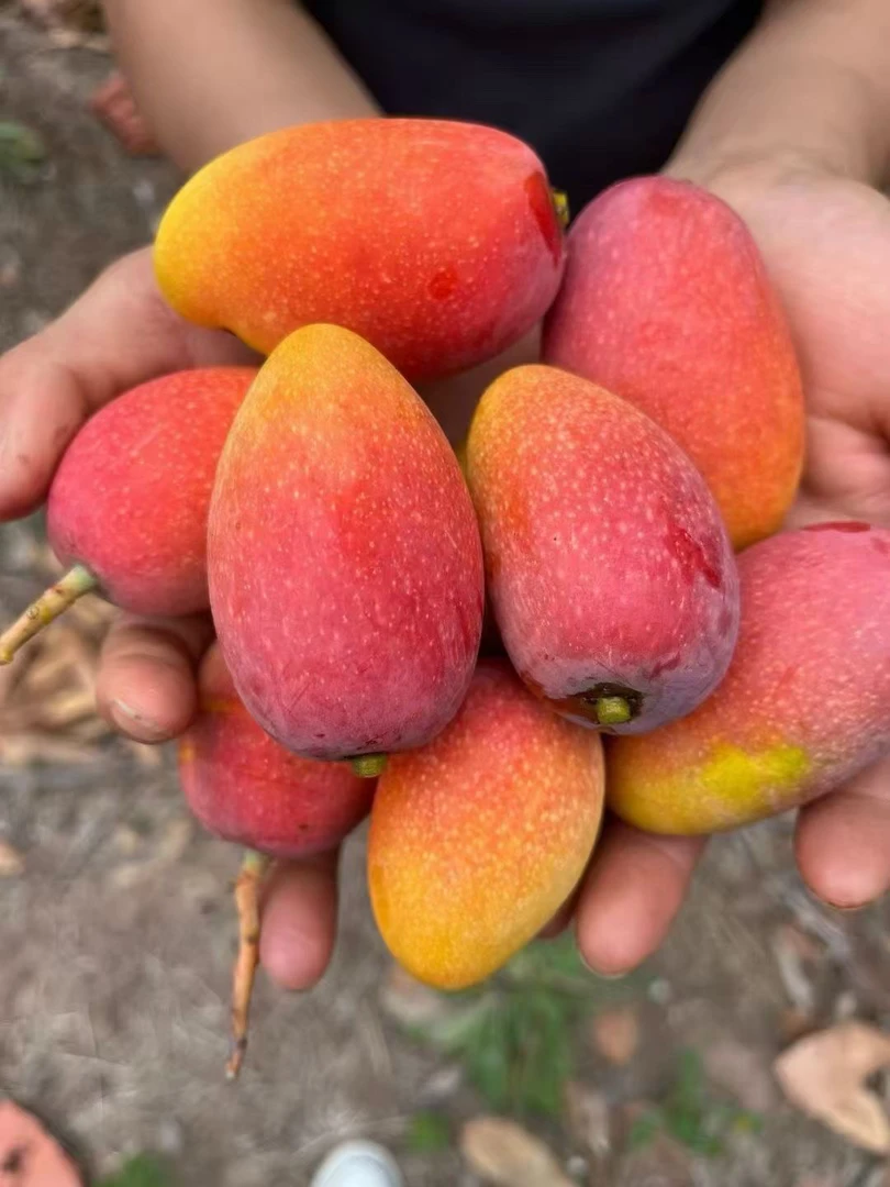 四川攀枝花贵妃芒5斤/8斤包邮