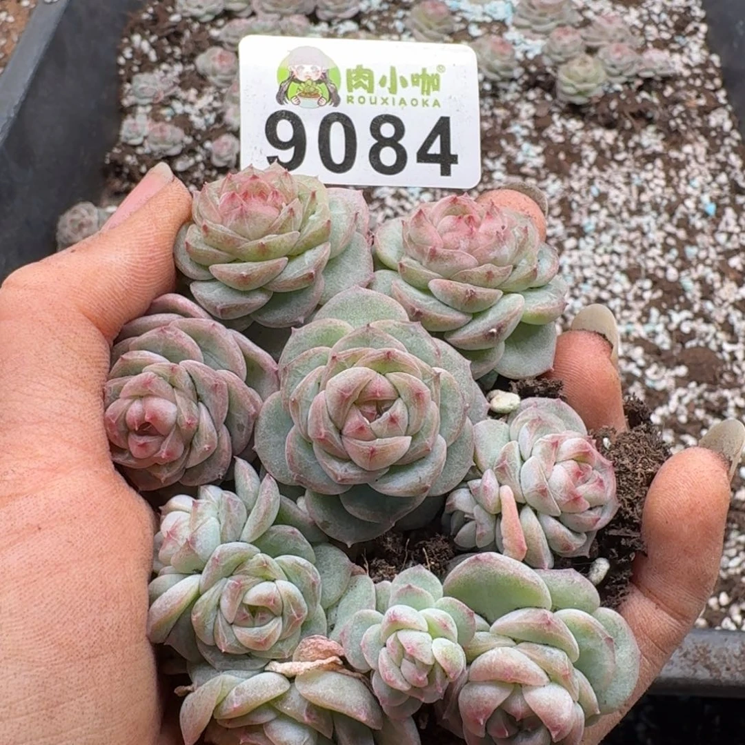 九***煊多肉植物多肉植物