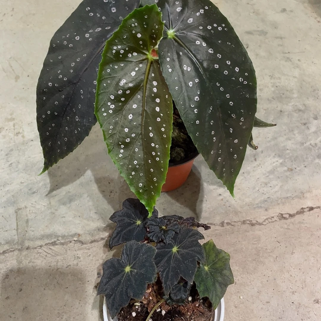 无花朵沙姆玫瑰黑霜两颗