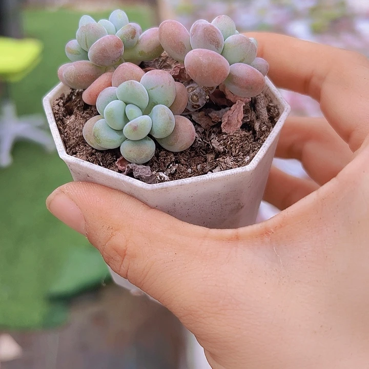 鱼子酱带盆19包邮