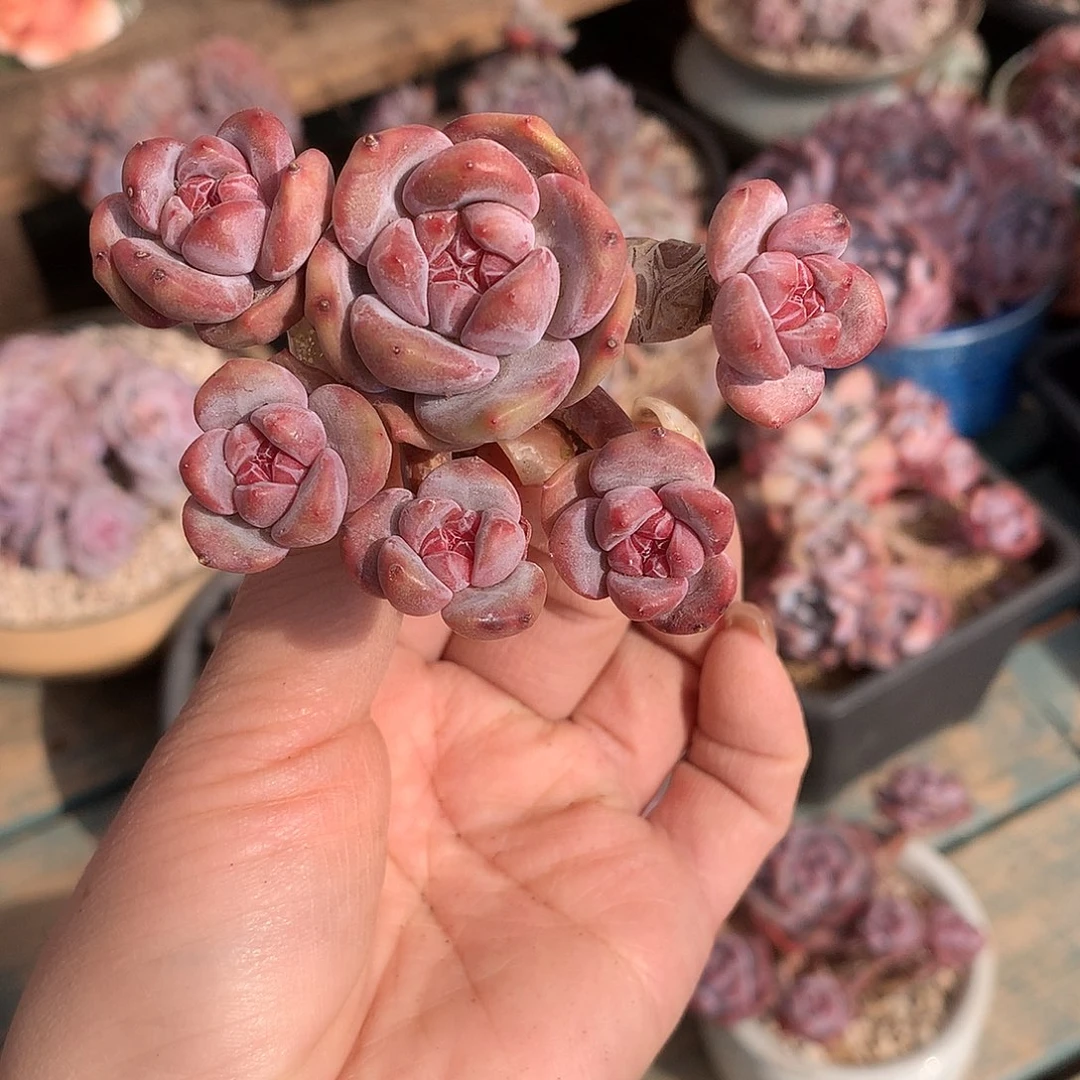 哈哈哈哈哈哈哈哈6头石榴籽