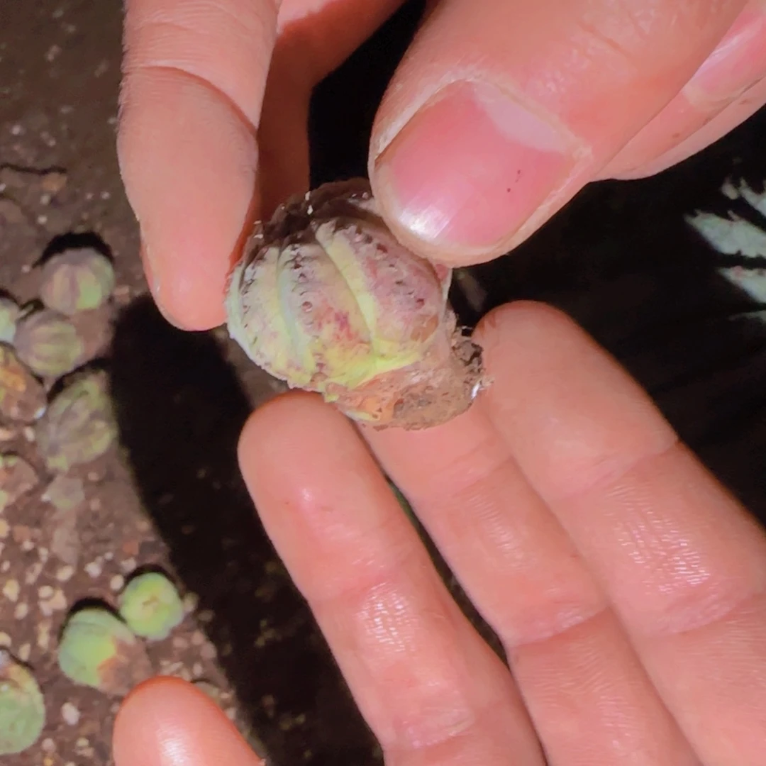 泡***高块根植物块根植物