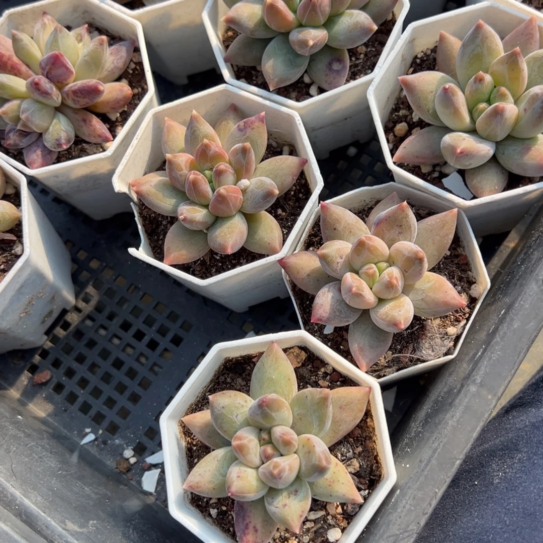 重楼单头到手1颗量拍多肉满20元包邮