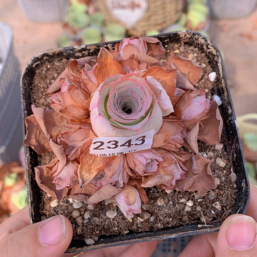 2343糖耶v g g g g g g v