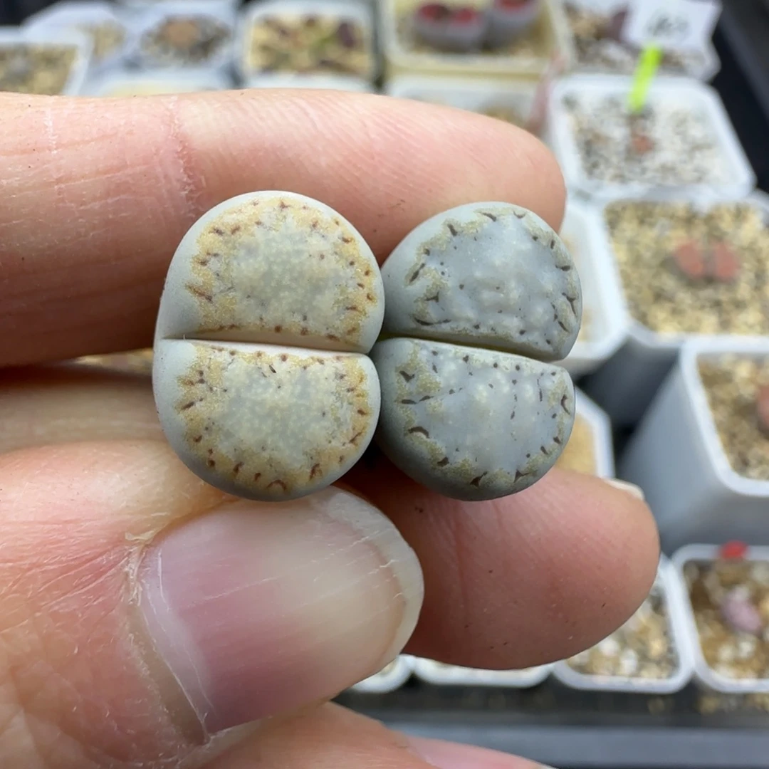 23饼干清框福利30包邮