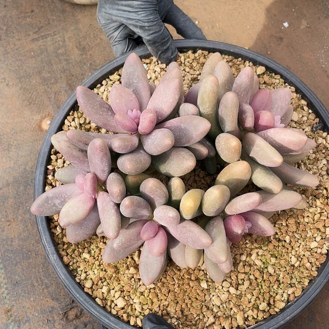 糖果美人  多肉    129号