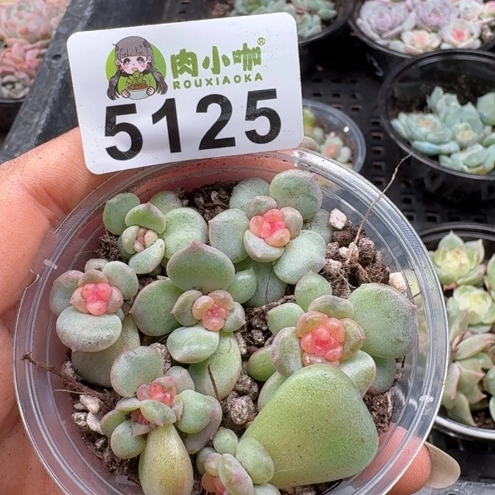 多肉植物多肉植物