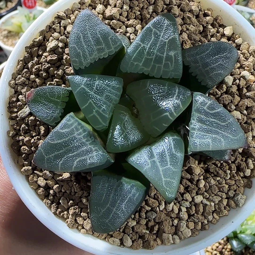 263号实生克一物一拍带盆土