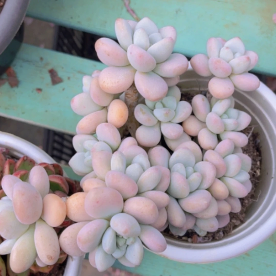 【闪购商品】香水洛神0947