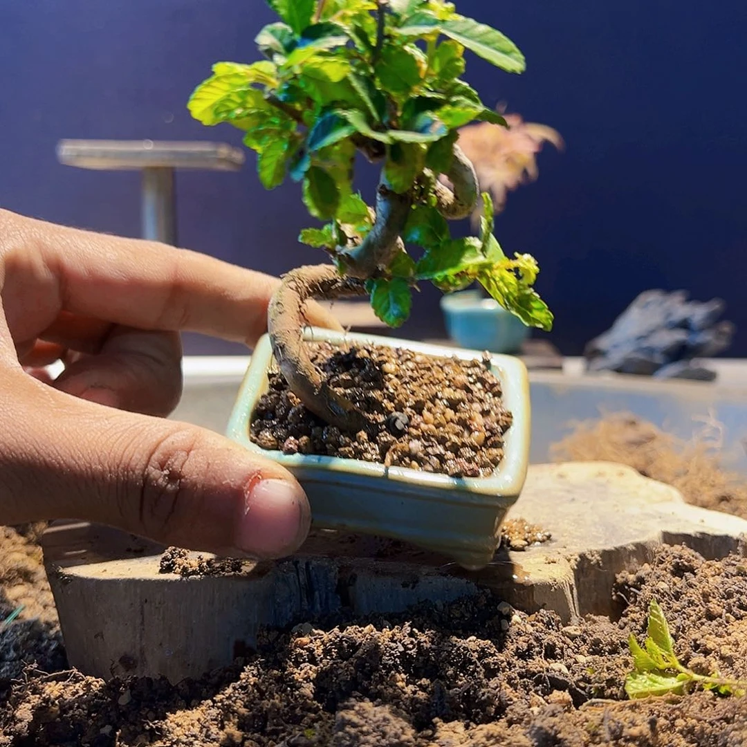 盆景11111111111111