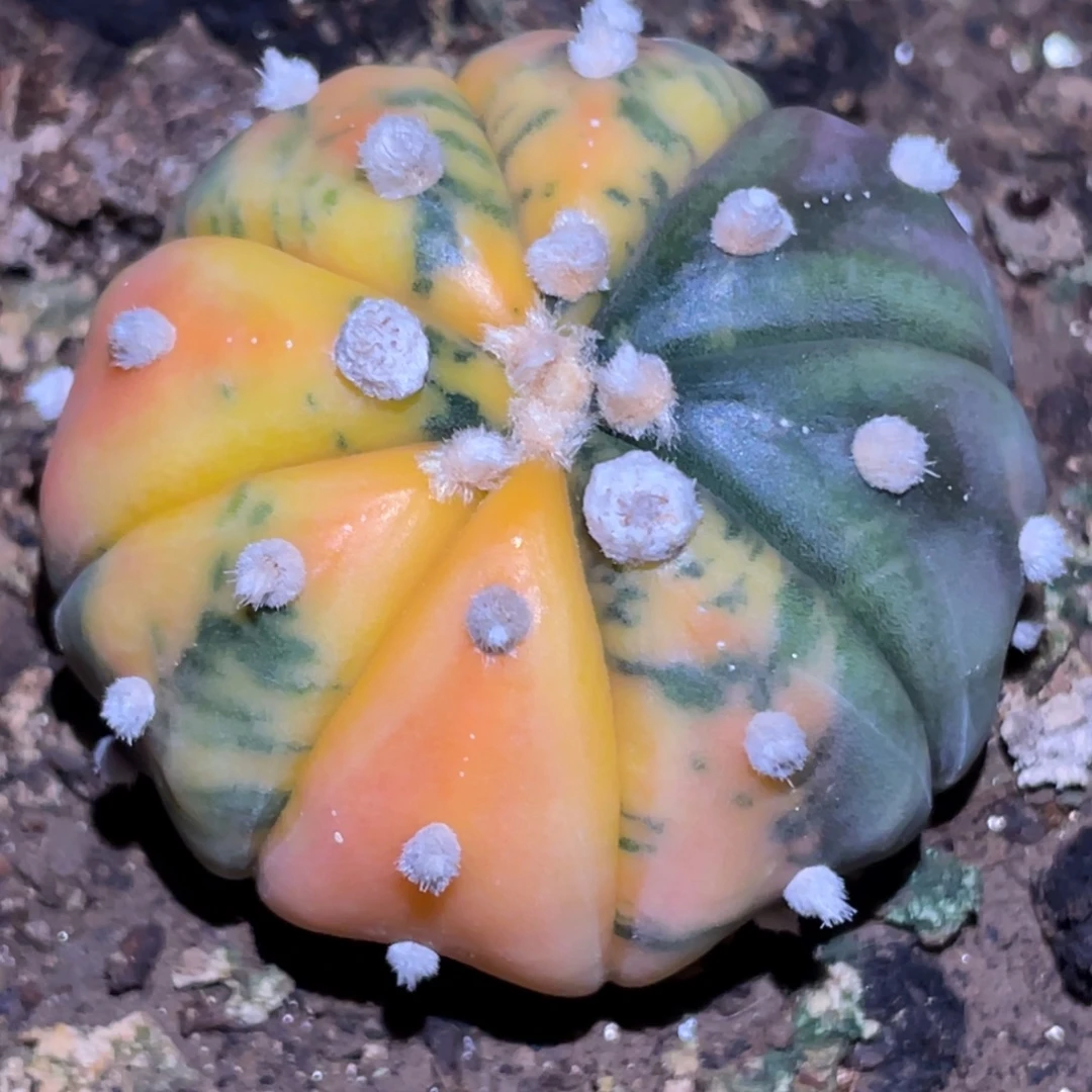 全部花朵自根海星体兜锦
