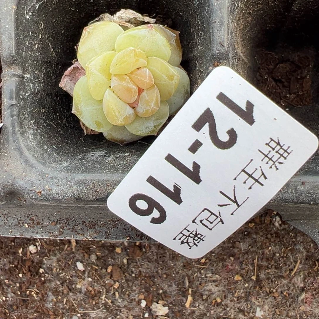 小卡拉米糖心一物一拍12-116