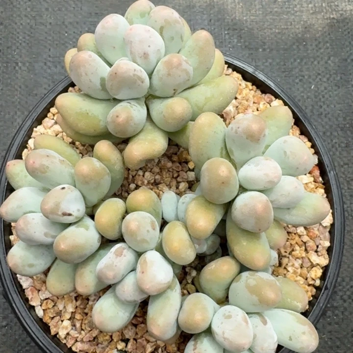 多肉植物米可奶群