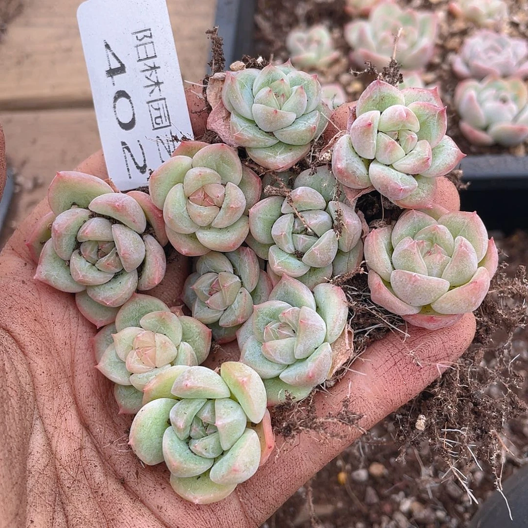 多肉植物多肉植物402