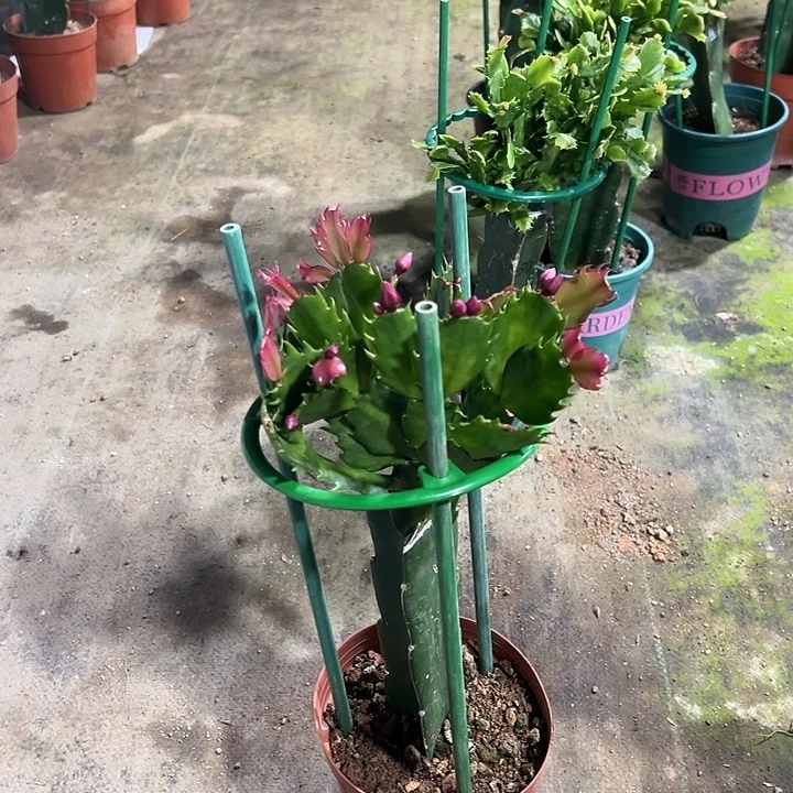 完全开放122嫁接083