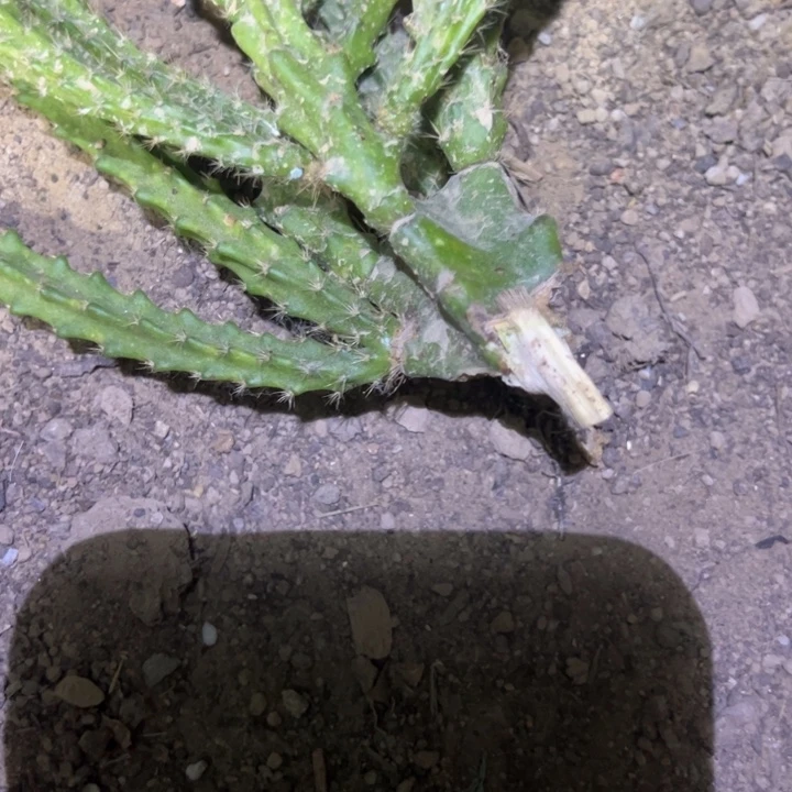 邱****希尔德 品红测压1