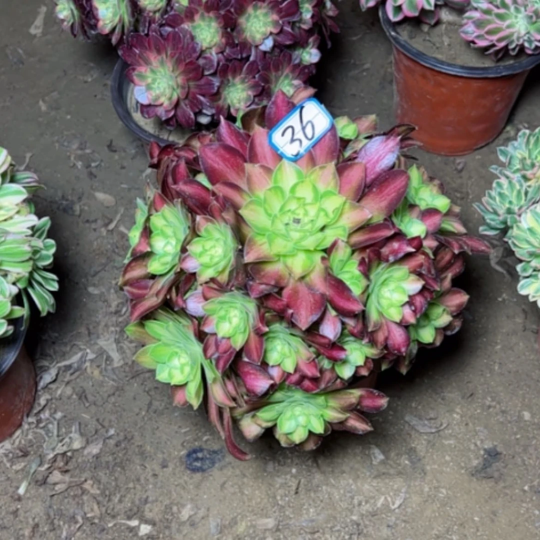 【闪购商品】心*多肉植物绍华36