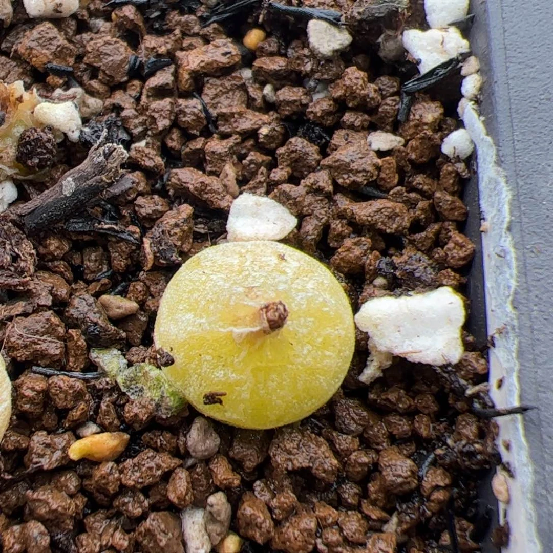 V****a0597号哈默灯泡 多肉植物