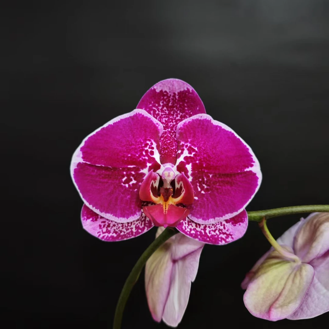 蝴蝶兰[魅力]3.5寸室内高端盆栽带花带苞昆明基地直发