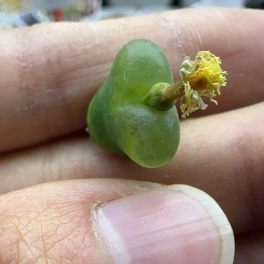 157 清框福利30包邮