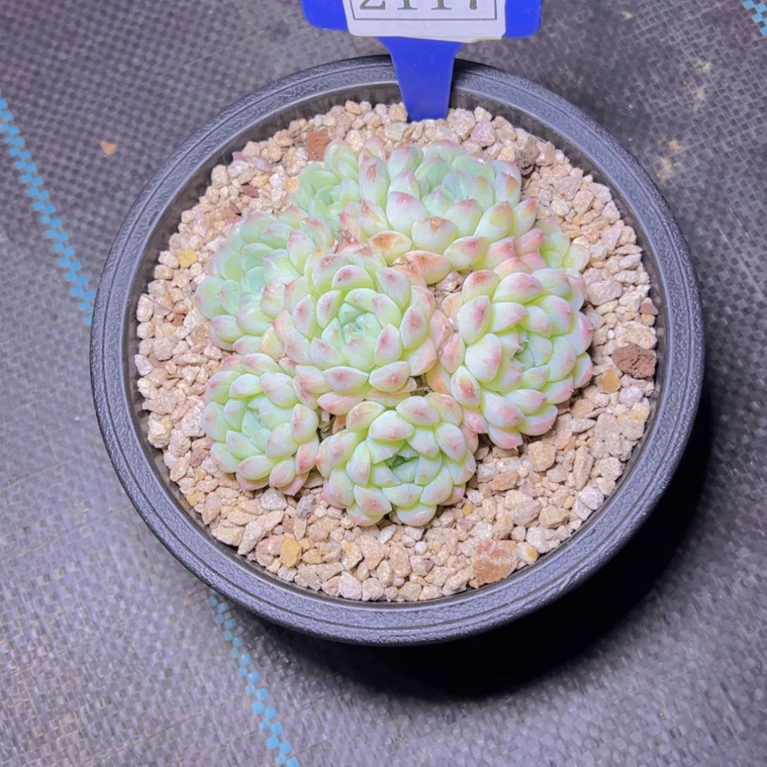 岁**美美呢2117多肉植物