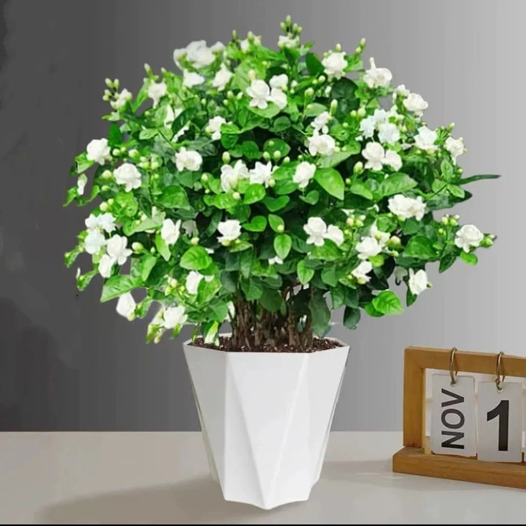 【花伴水】茉莉花室内香味植物简单好养土培植物