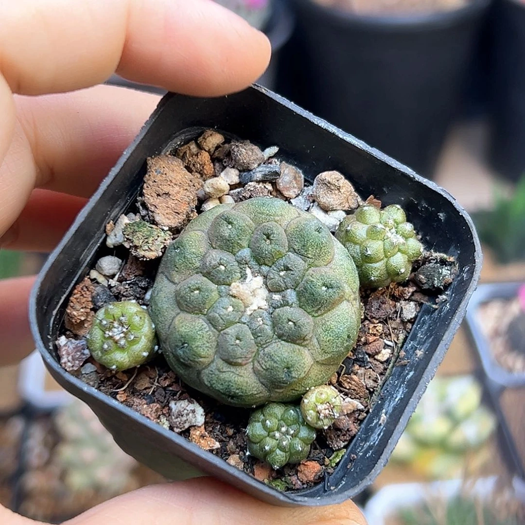 蜥蜴皮一颗一颗一颗