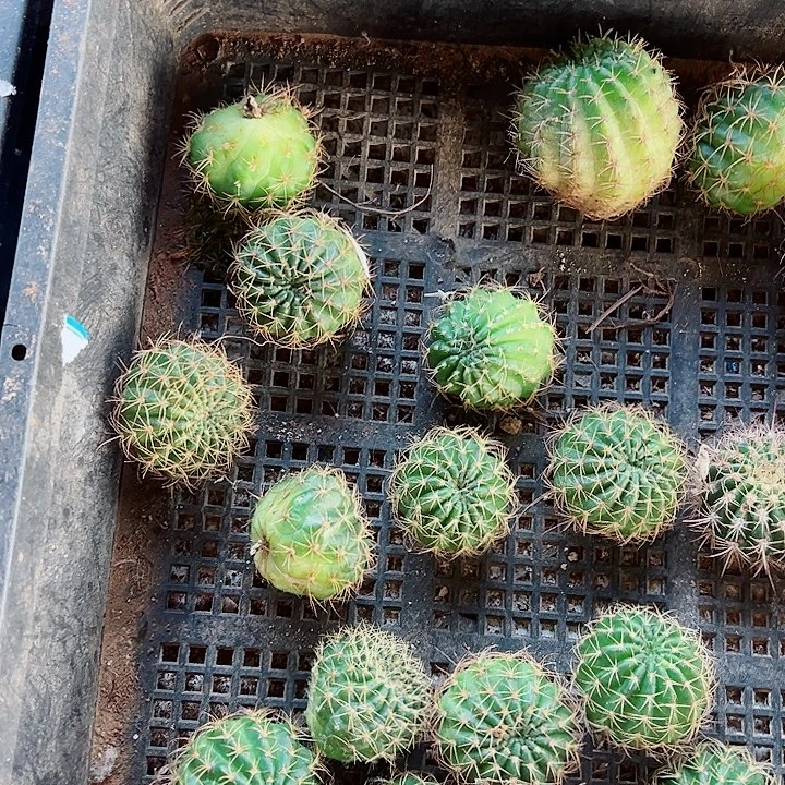 丽花侧芽组合十个花色不重复