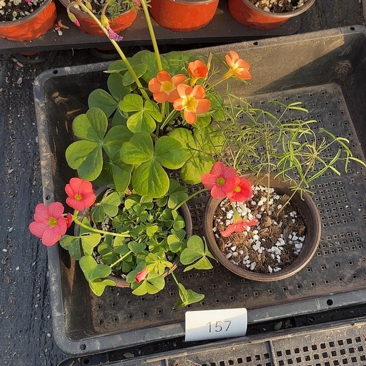 完全开放157号酢浆草