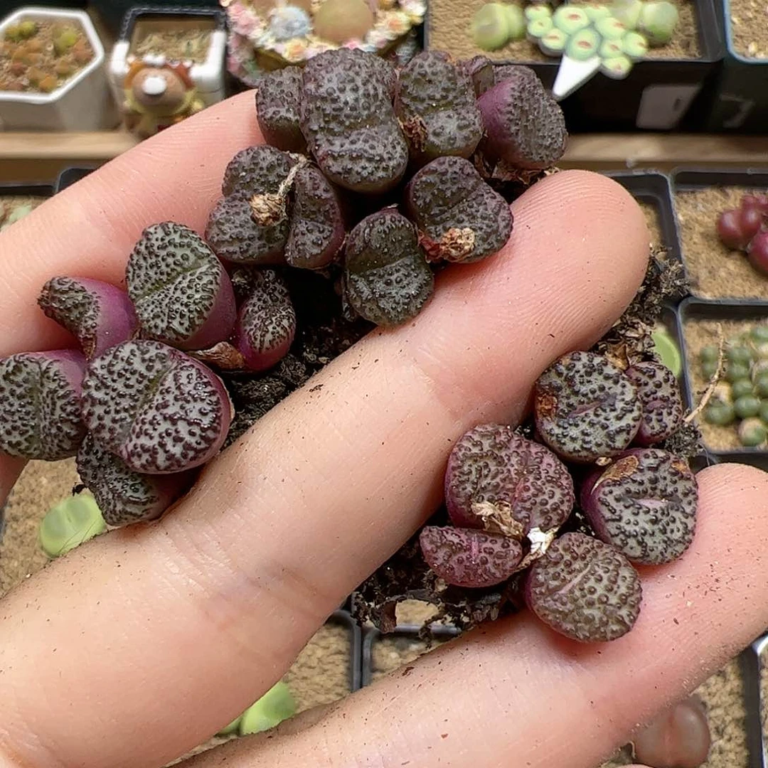 【闪购商品】377 开播福利