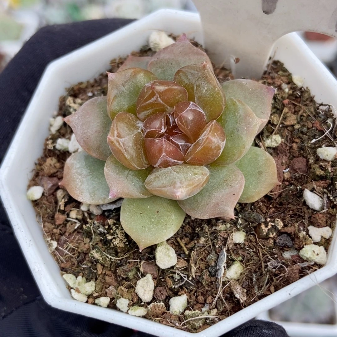 1047红恋多肉植物多肉