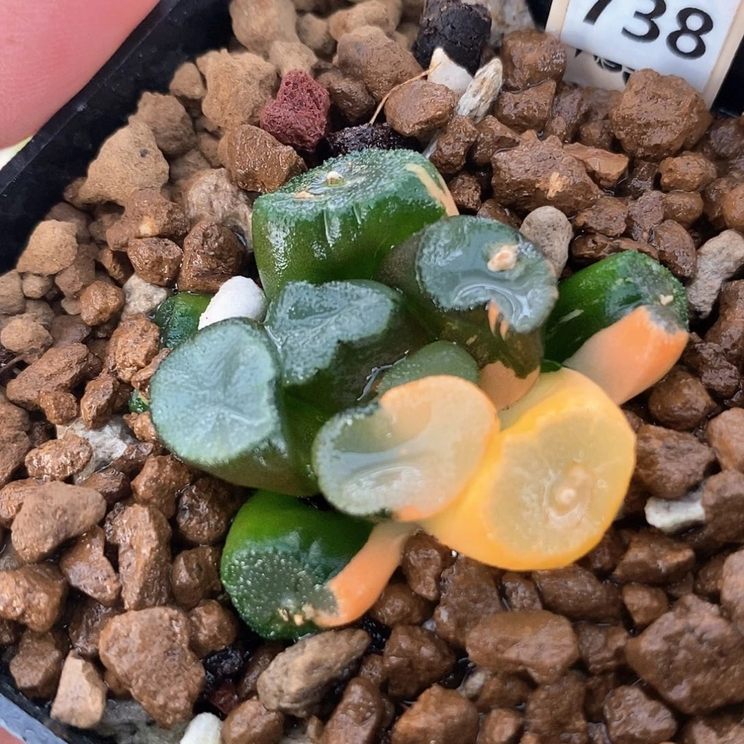 红陶738号空门万象锦一物一拍