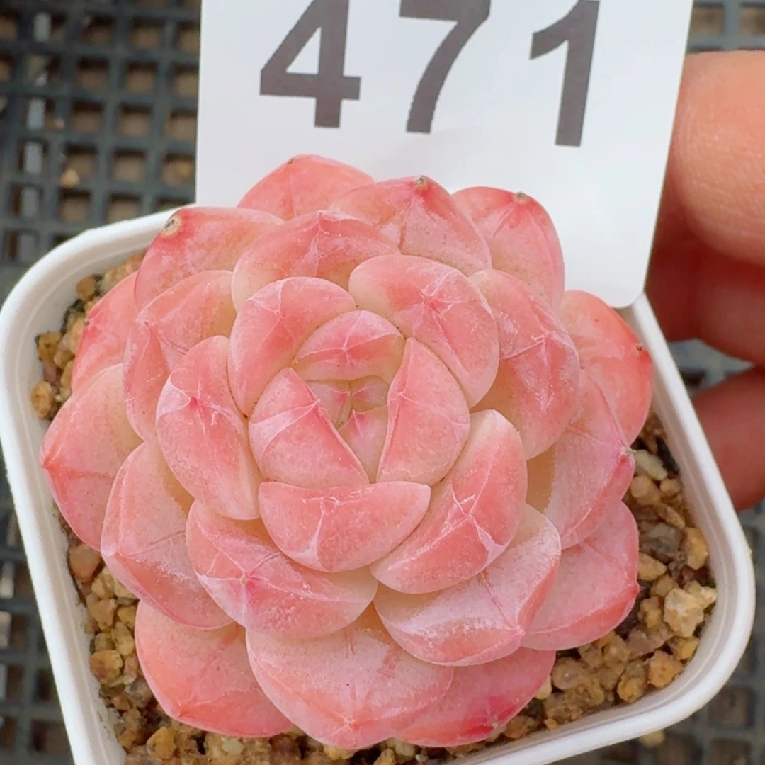 美心         精品多肉