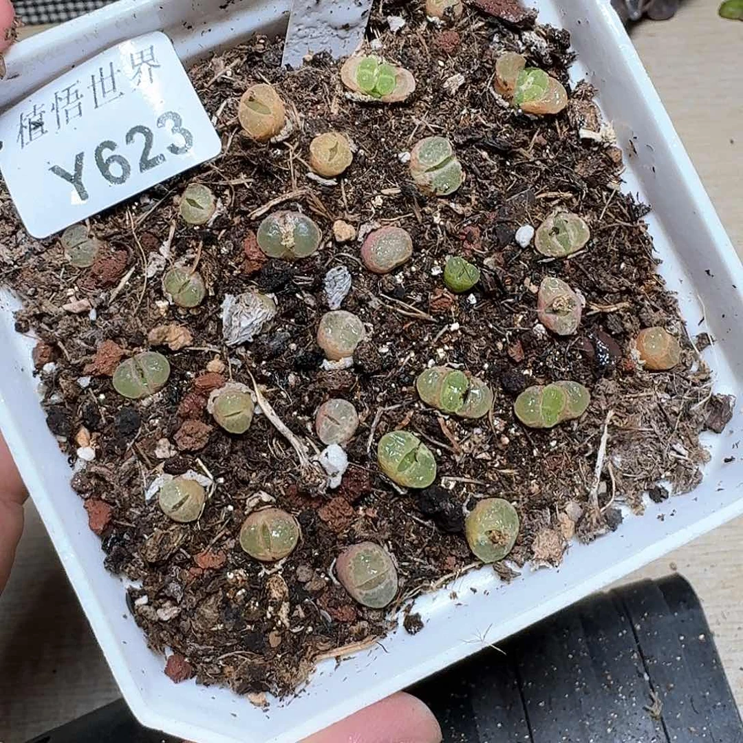 623盒多肉植物哇哇b b