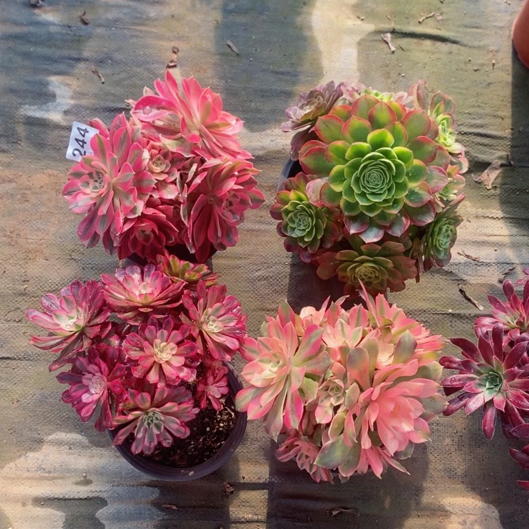 组合244多肉4棵1111